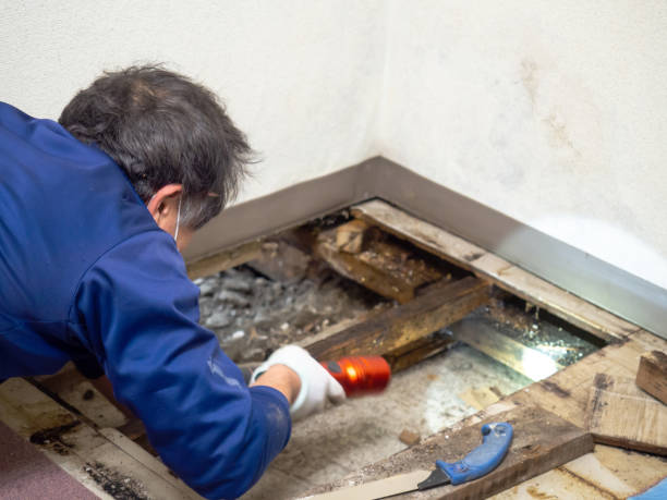 Best Mold Removal Near Me  in Morrison, IL