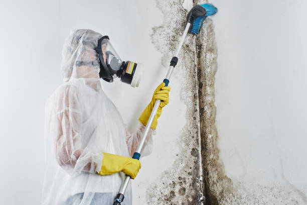Best Certified Mold Removal  in Morrison, IL