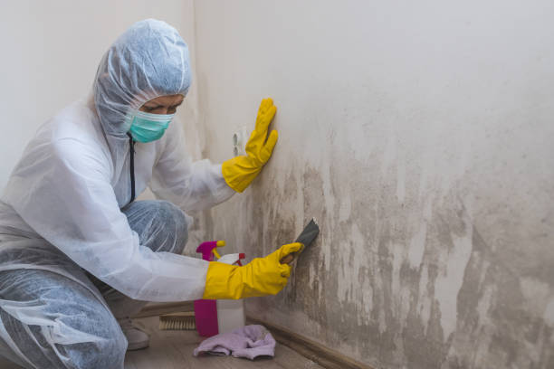 Best Mold Testing  in Morrison, IL