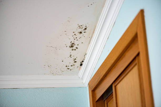 Best Certified Mold Removal  in Morrison, IL