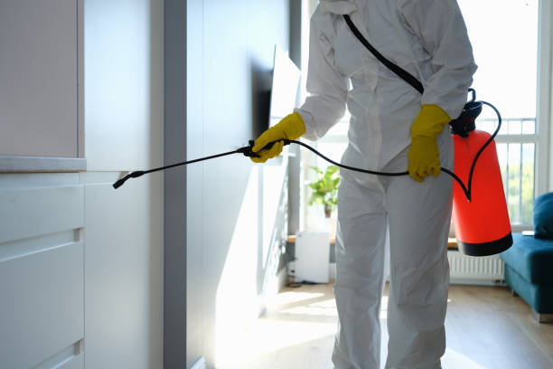 Best Mold Remediation Services  in Morrison, IL
