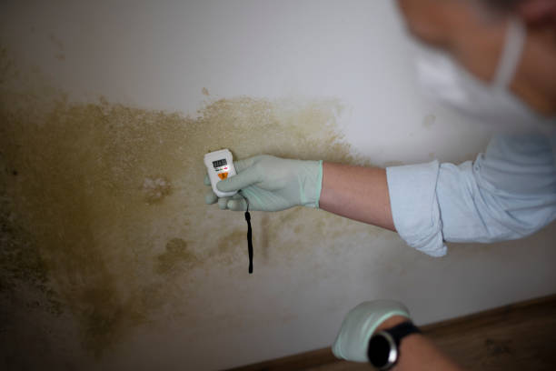 Best Toxic Mold Removal  in Morrison, IL