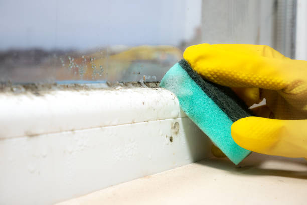Professional Mold Removal in Morrison, IL