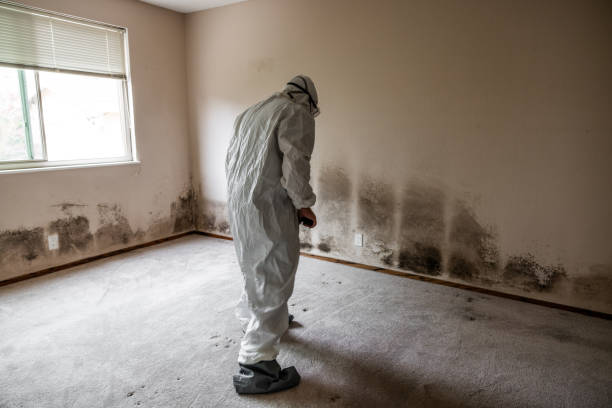 Best Mold Remediation  in Morrison, IL