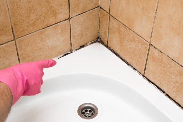 Best Black Mold Removal  in Morrison, IL